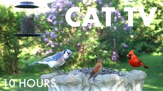 Beautiful Birds, Squirrels and Backyard Animals -  10 Hour Cat TV for Pets 🐱 - Oct 19, 2025