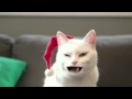 A cat yodels 'Jingle Bells' 