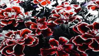 Static Daydream • The Wild Side Of Life