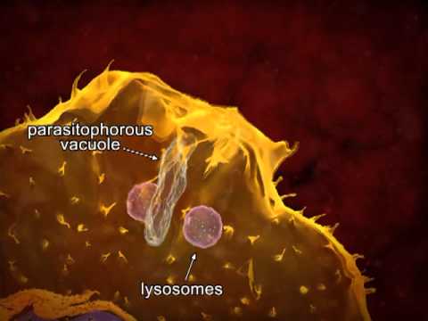 Animated life cycle of T. cruzi in the human host.
