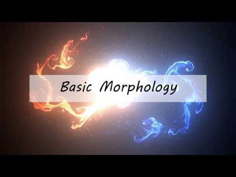 Basic Morphology Terminology