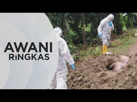 , title : 'AWANI Ringkas:  Penularan wabak demam babi Afrika di Sabah'