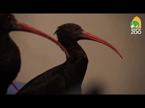 Hat Budapesten kelt tarvarjú tér vissza a természetbe