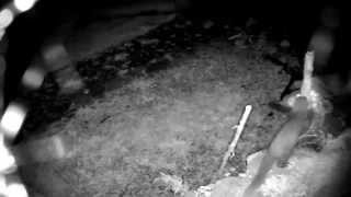 preview picture of video 'Pine Marten visits our garden in Sneem Ireland has his first Jam Sandwich'