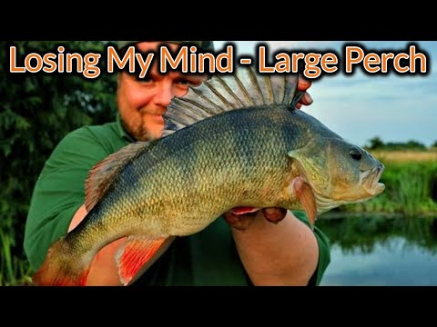 Short Evening Trip - Large Summer Perch! (Video 170)