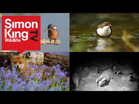 Welcome to the Simon King Wildlife Project