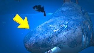 GTA 5 - OMG a Megalodon Shark!!