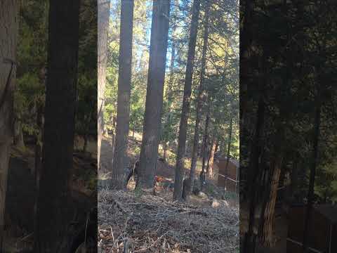 Hazard Trees. Good weather and a good crew. Time to get at it.   #logging #chainsaw #logger