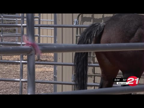 Oregon equine community on edge after two Deschutes County horses catching deadly virus and ...