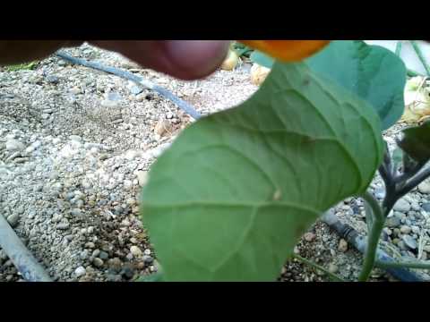 CRISOPA COMIENDO MOSCA BLANCA