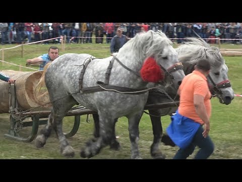 Concurs cu cai de tractiune - sectiunea dublu - Gilau, Cluj 17 Iunie 2017