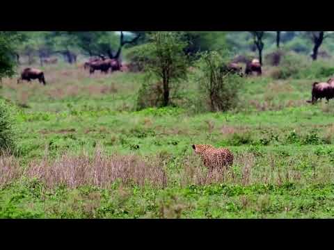 Completely unaware wildebeest calf vs a fast cheetah