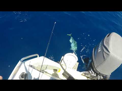 King fish 3 part IKIJIME process.