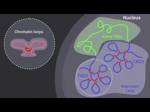 Polycomb Group Complexes Collaborate at Multiple Levels to Repress Transcription