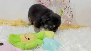 チワワ（ロング）の動画01