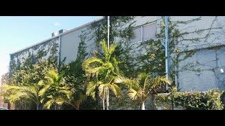 Jungle Geek Music Video
