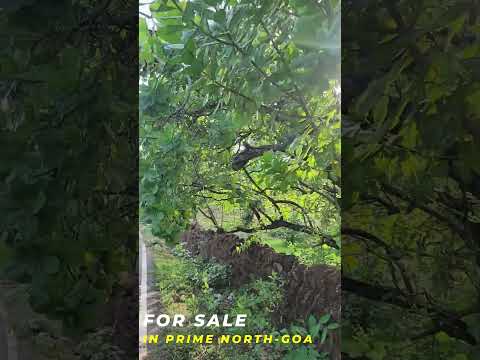 Prime 11,650 sq.mts. Road-Touch Land for Sale in North Goa | Sanad Approved | big plot
