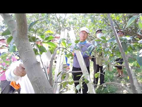 文旦樹剪枝影響花開