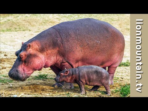 Hippopotamus Mother protecting her Calf.