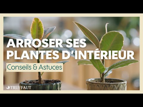 , title : 'Comment bien arroser ses plantes d'intérieur - Truffaut'