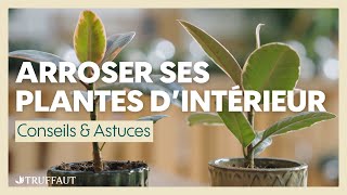 Comment bien arroser ses plantes d'intérieur