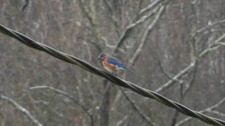 Somewhere Over the Rainbow Israel Kamakawiwo
