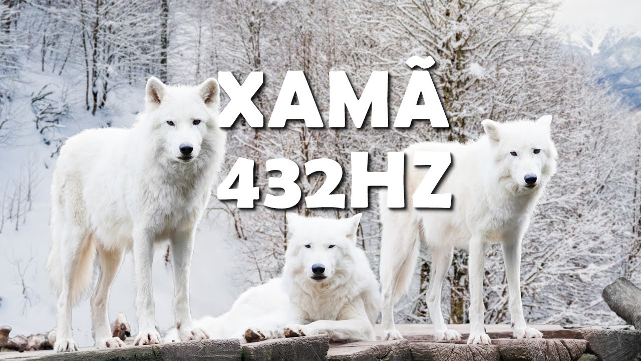 432HZ, XAMANISMO, FREQUÊNCIA PARA DESPERTAR A CORAGEM , INTELIGÊNCIA, INTUIÇÃO E SOCIABILIDADE, LOBO