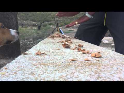 Sensei WatermeloN tech us how almonds are broken with the hands