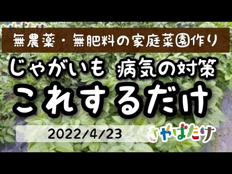 ジャガイモ疫病について詳しく解説