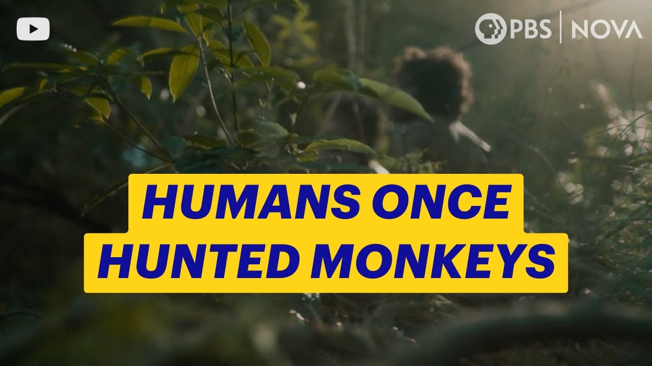 How Did Early Humans Hunt Monkeys? | NOVA | PBS