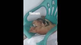 Download lagu HEBOH ketahuan nenen mp3