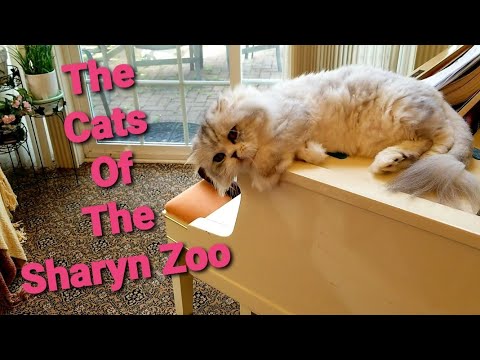 Cats Cats Cats & Dad!