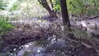 preview picture of video 'Turtle Pond - Coon Rapids, MN'