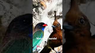 Download lagu MASTERAN MURAIBATU HANDAL TENGKEK BUTO VS CUCAK LILIN DIJAMIN JOS TEMBAKAN TEMBUS mp3