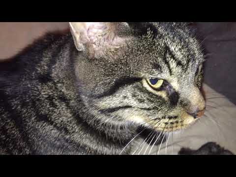 Laryngeal paralysis audible sound in cat[2]