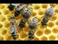louis xiv - swarming of the bees