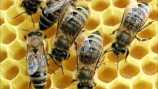 louis xiv - swarming of the bees