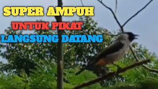 Download lagu Suara Burung Kutilang Gacor Memanggil Lawan‼️Cocok Buat Tes burung kutilang Full durasi mp3