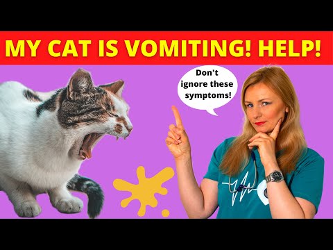 My Cat Is Vomiting What Should I Do? (Vet Explains)