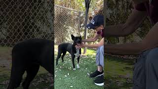 Video preview image #1 Mutt Puppy For Sale in Pasadena, CA, USA
