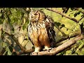 Indian Eagle Owl Producing Click Sound