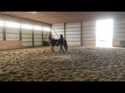 Get your horse cantering!! (Lunge line edition) Part 1