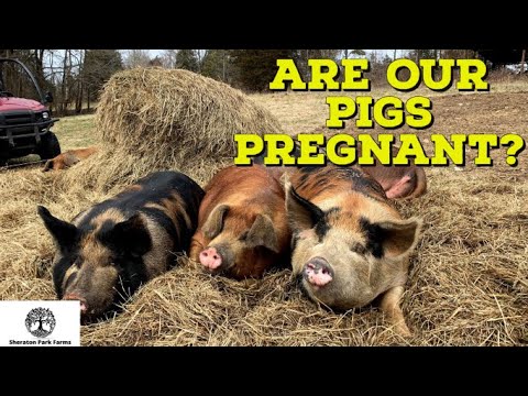 How Do I Know If My Pig Is Pregnant? - Pastured Pig Farming