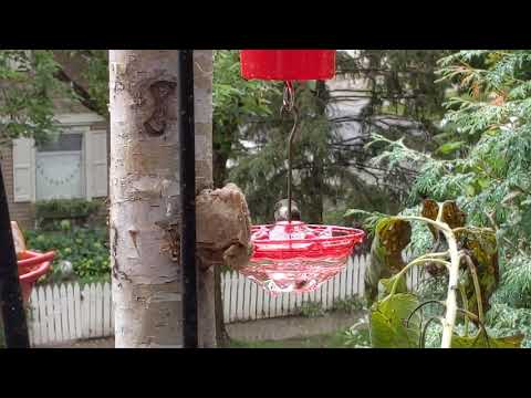 Hummblossom feeder with hummingbird