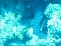 15.07.2012  Video und Diashow Sinai Divers Sharm el Sheikh, Sinai Divers, Na'ama Bay, Sharm el Sheikh, Ägypten, Sinai-Süd bis Nabq