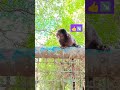 MONKEY SOUND - VOCALIZATION MARMOSET MONKEY TAIL #naturelovers #pygmy #funnymonkey #funnymonkeyvideo