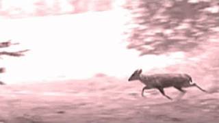 Fieldsports Britain – Deerstalking special: muntjac and that Exmoor Emperor, episode 53
