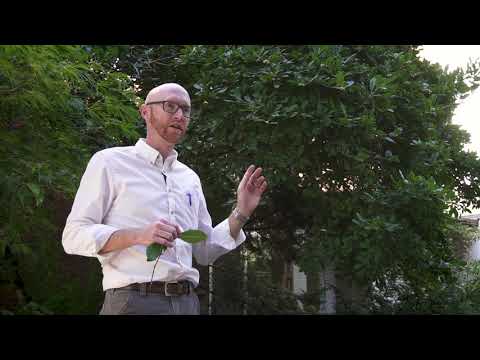 Star magnolia (Magnolia stellata) - Plant Identification