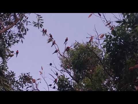 Lorikeets - Carine Regional Open Space,  Carine, W.A.