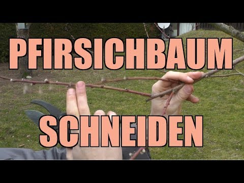 Peach tree pruning | How to prune a peach tree